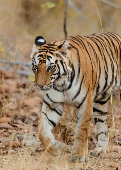 Bigcat Jungle Safari In Bandhavgarh