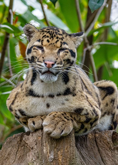 Best Jawai Jungle Safari Tour Booking