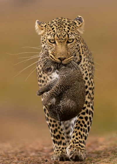 jhalana leopard safari booking online