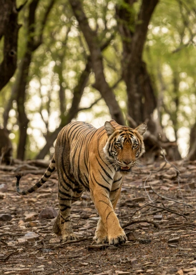 sariska national park tiger safari booking