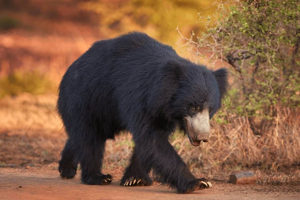 Best Jungle Safari In Ranthambore