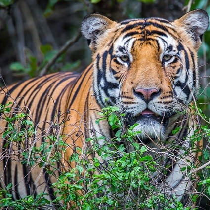 Ranthambore Jungle Safari Booking Online