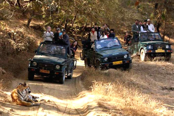 Ranthambore National Park Tiger Safari Booking